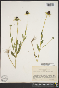 Rudbeckia hirta var. pulcherrima image