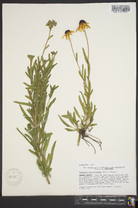 Rudbeckia missouriensis image