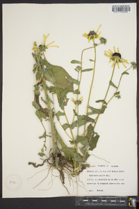 Rudbeckia mollis image