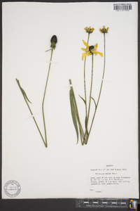 Rudbeckia nitida image