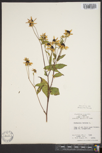 Rudbeckia triloba image