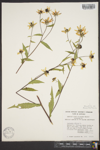 Rudbeckia triloba image