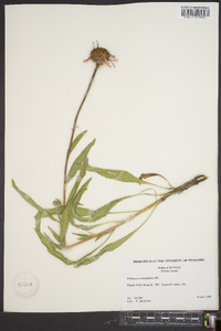 Echinacea angustifolia image