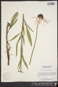 Echinacea pallida image