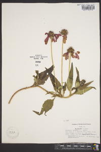 Echinacea purpurea image