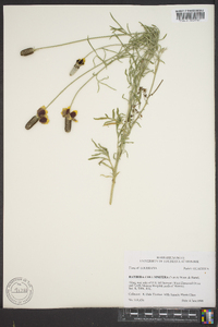 Ratibida columnifera image