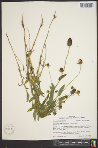 Rudbeckia amplexicaulis image