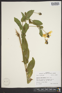 Rudbeckia amplexicaulis image