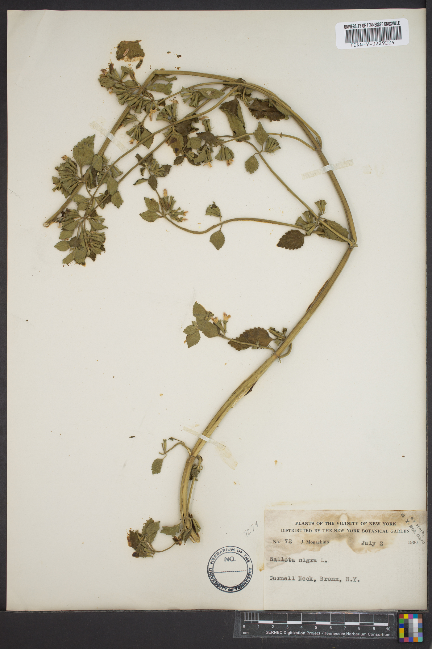 Ballota nigra image