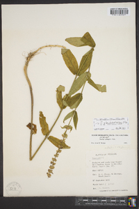 Stachys glandulosissima image