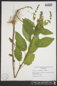 Stachys glandulosissima image