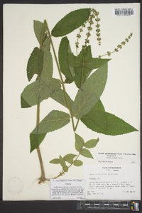 Stachys nuttallii image