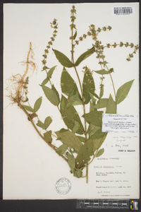 Stachys nuttallii image