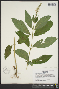 Stachys subcordata image