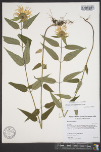 Monarda austroappalachiana image