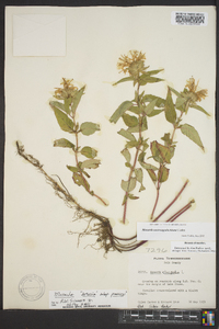 Monarda austroappalachiana image