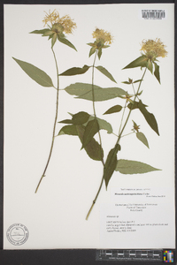 Monarda austroappalachiana image