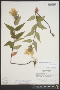 Monarda austroappalachiana image