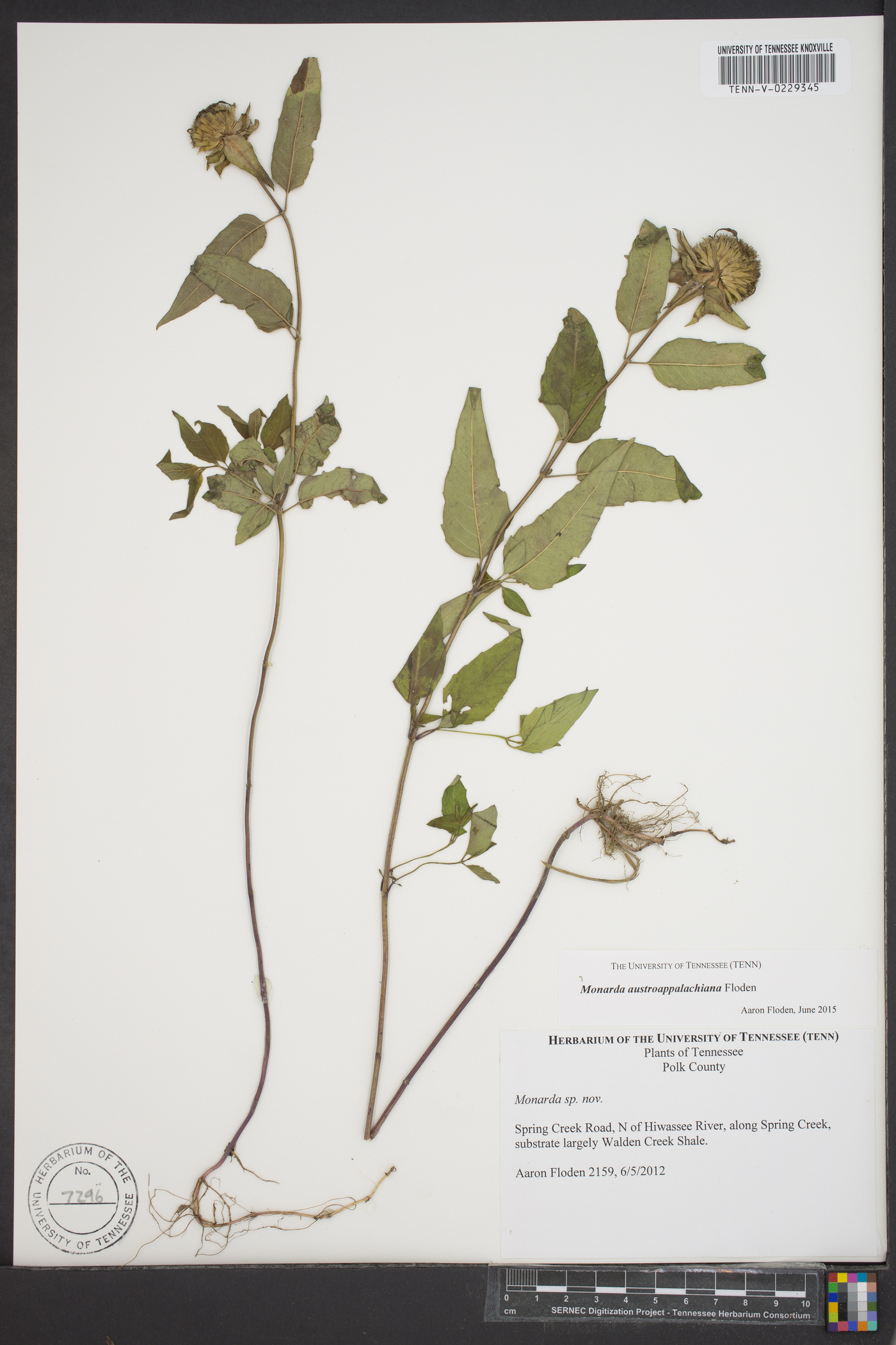 Monarda austroappalachiana image