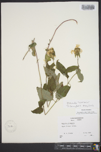 Monarda clinopodia image