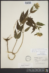 Monarda clinopodia image