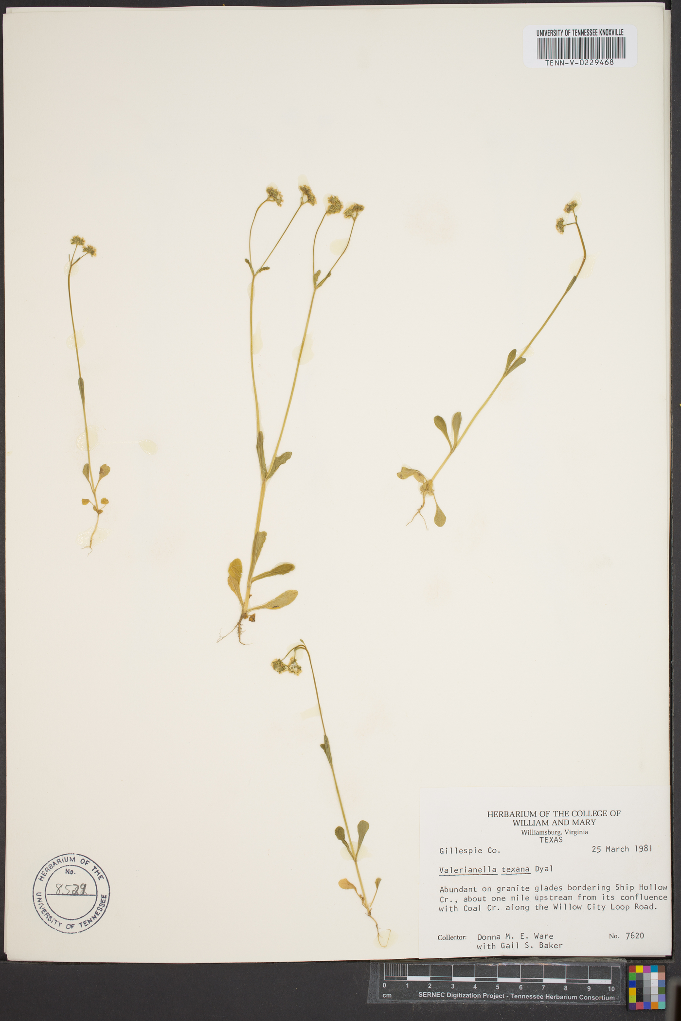 Valerianella texana image
