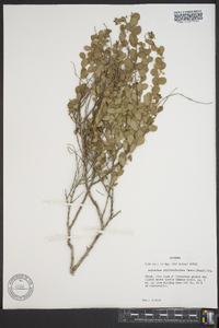 Andrachne phyllanthoides image