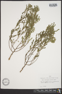 Phyllanthus abnormis image