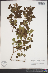 Ampelopsis arborea image