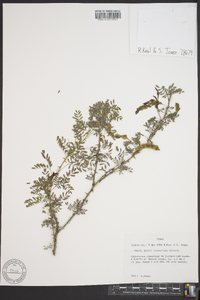 Acacia roemeriana image