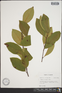 Prunus alabamensis image