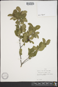 Prunus gracilis image