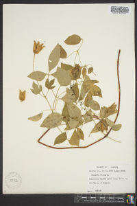 Clematis viorna image