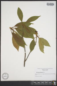 Illicium floridanum image