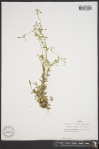 Cerastium brachypetalum image