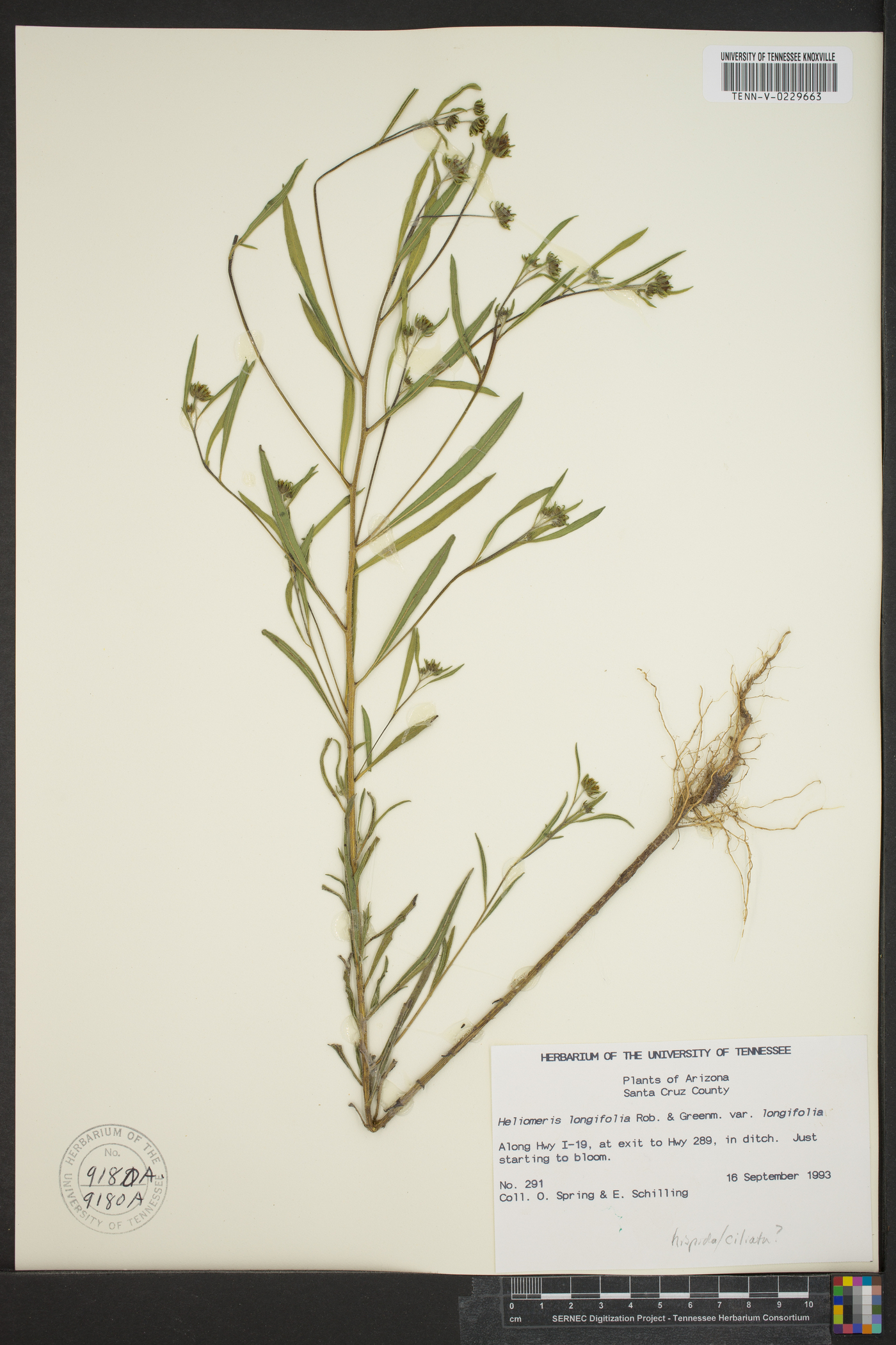 Heliomeris longifolia var. longifolia image