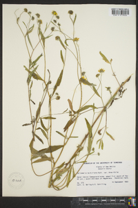 Heliomeris multiflora var. brevifolia image