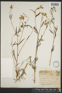 Heliomeris multiflora image