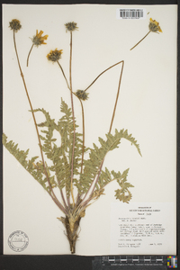 Balsamorhiza hookeri image