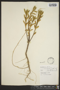 Borrichia arborescens image