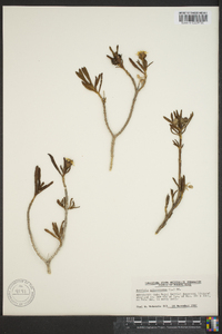 Borrichia arborescens image