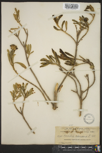 Borrichia arborescens image