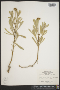 Borrichia frutescens image