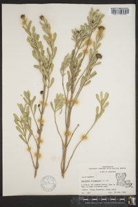 Borrichia frutescens image