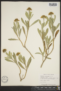 Borrichia frutescens image