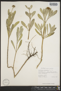 Borrichia frutescens image