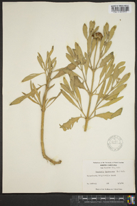 Borrichia frutescens image