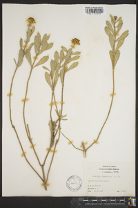 Borrichia frutescens image