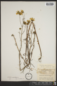 Helianthus angustifolius image