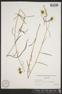 Helianthus angustifolius image